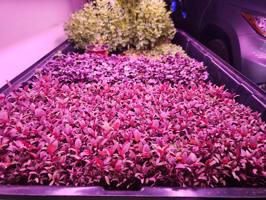 microFARM 3-Level Grow Tower