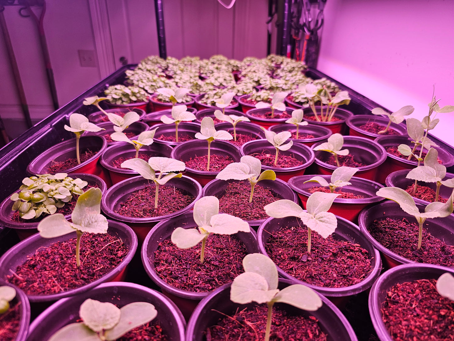 microFARM 3-Level Grow Tower
