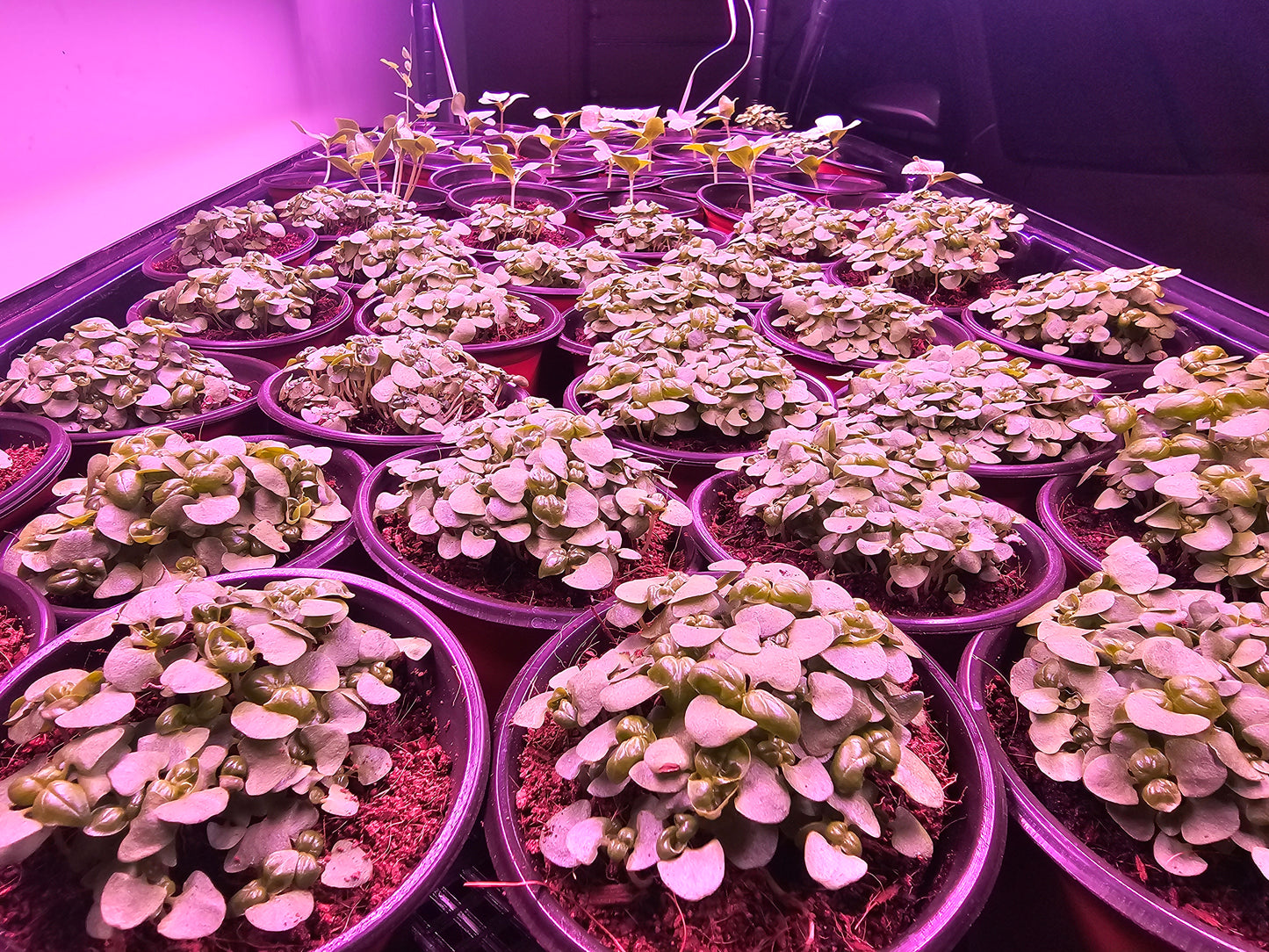 microFARM 3-Level Grow Tower