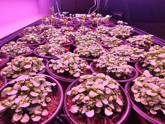 microFARM 2-Level Grow Tower