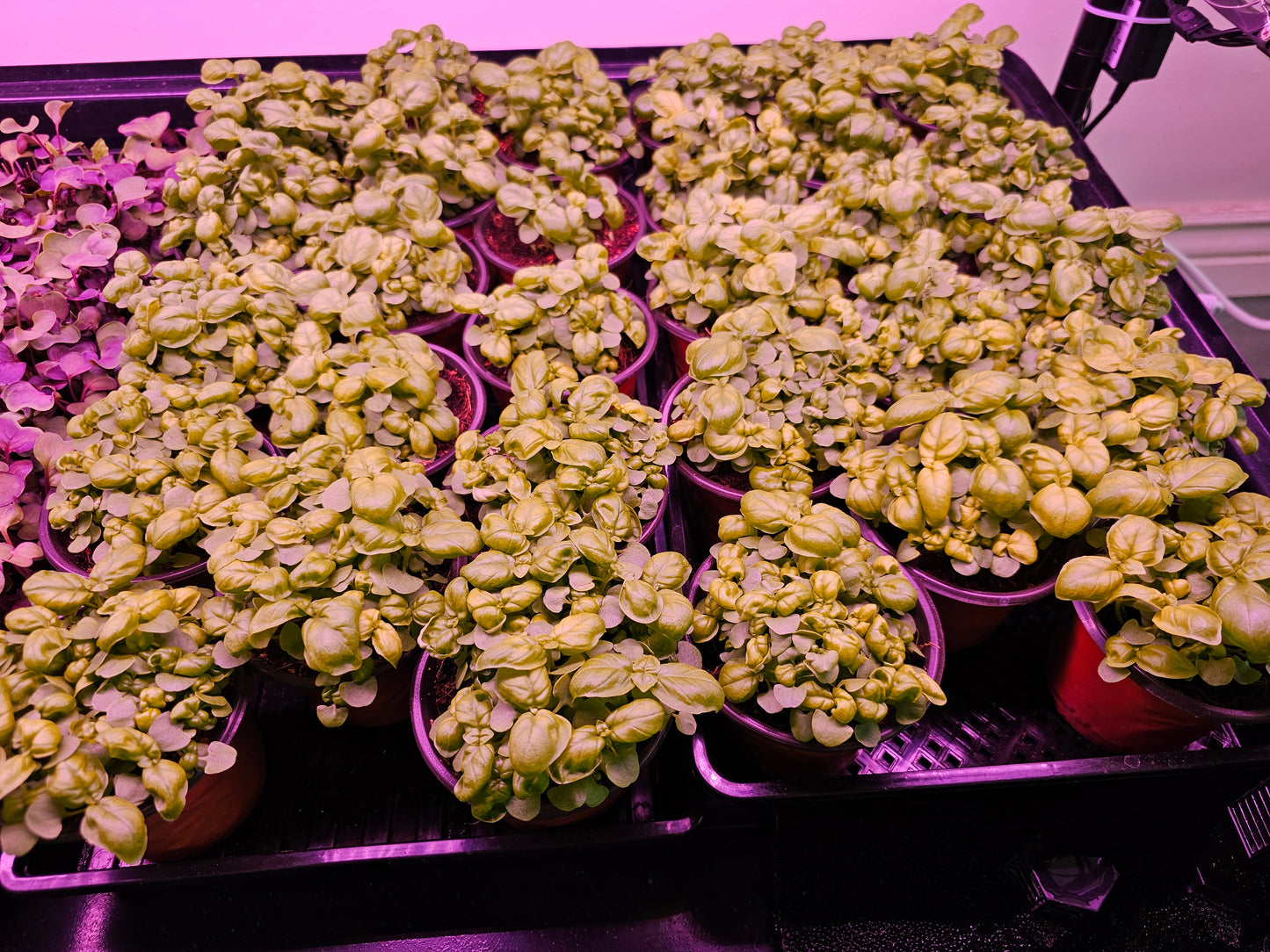 microFARM 3-Level Grow Tower